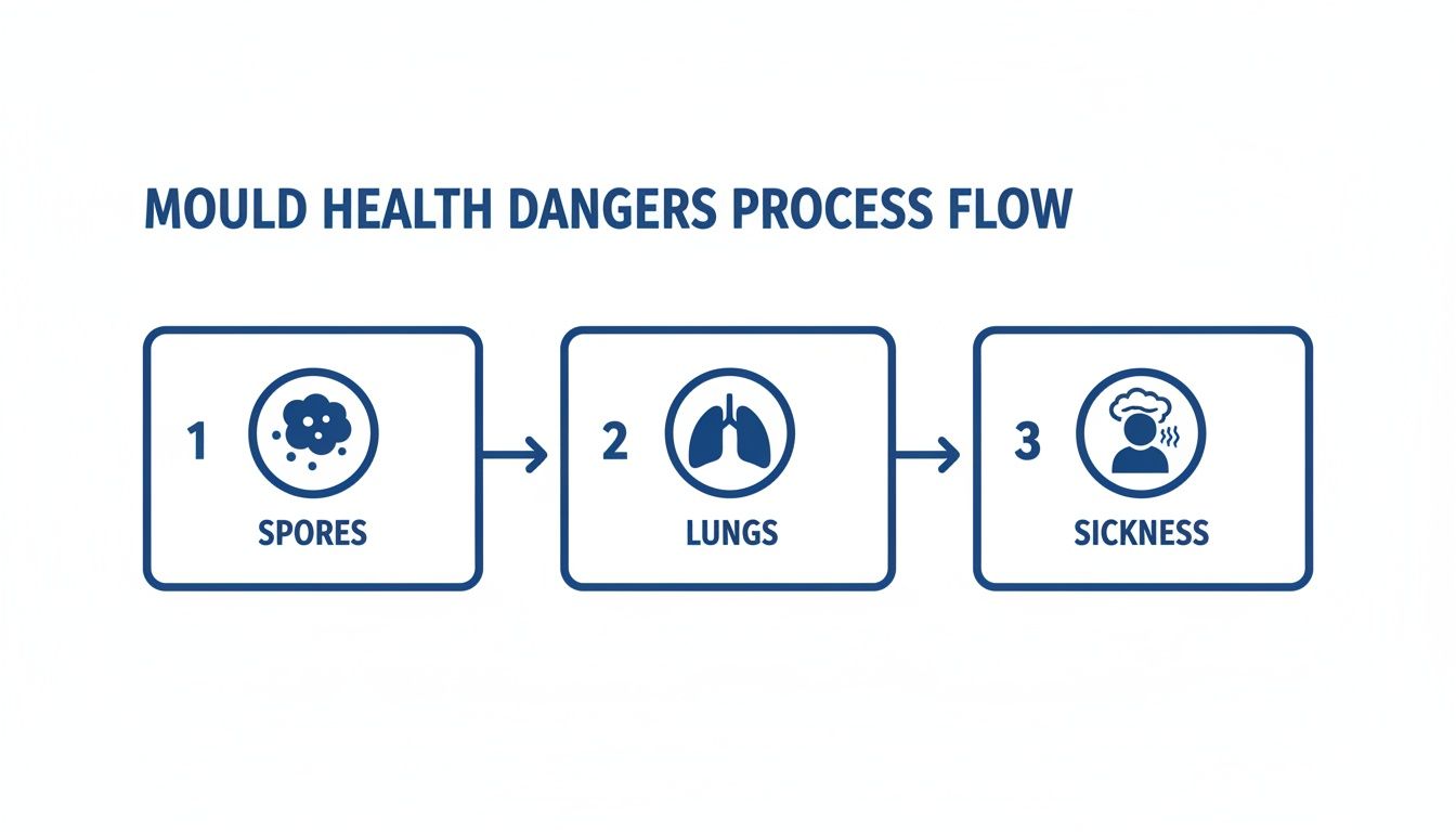 A three-step diagram illustrating mould health dangers: spores, lung exposure, and resulting sickness.